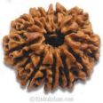 10 mukhi rudraksha